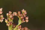 Hairy pinweed